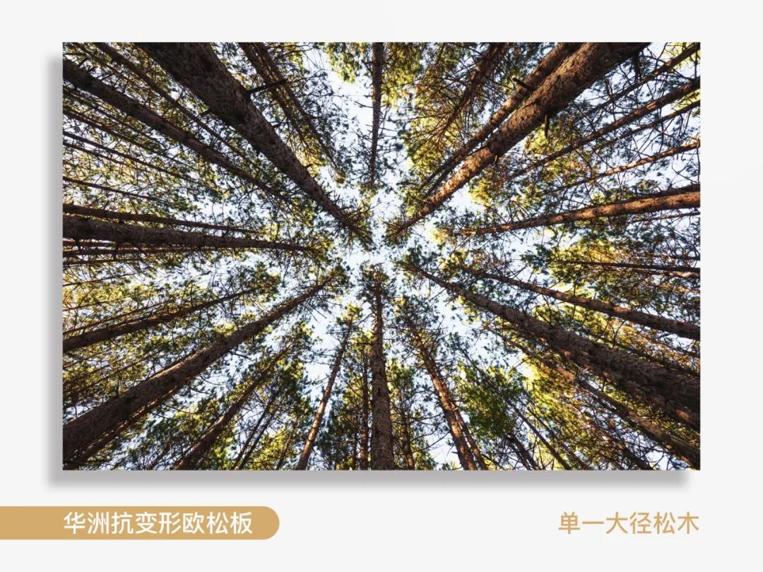 看得見(jiàn)的純凈，華洲抗變形歐松板！(圖2)